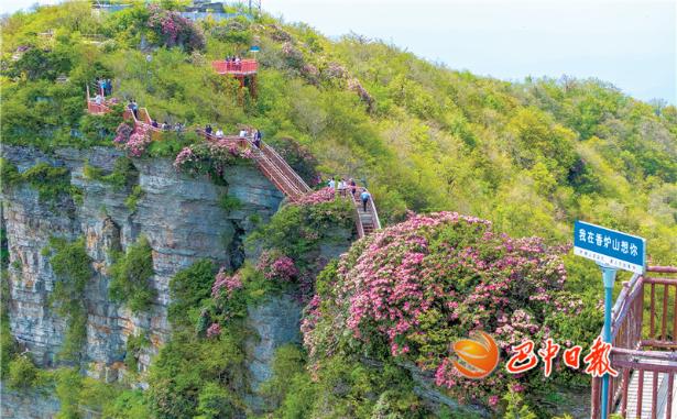 光霧山杜鵑盛花期來了